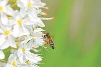 FondsGoetheanum: Die Bienen und wir
